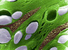 5240 Maischloroplast